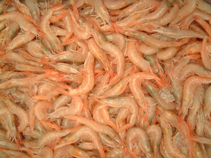 GAMABAS 02.jpg